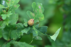 Andricus foecundatrix