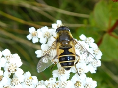 Eristalis horticola