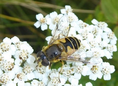 Eristalis horticola