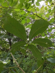 Aesculus