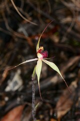 Caladenia fulva