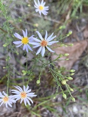 Symphyotrichum dumosum