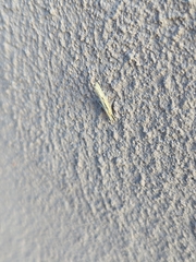 Agriphila vulgivagellus