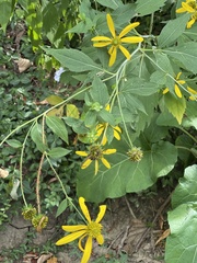 Rudbeckia laciniata