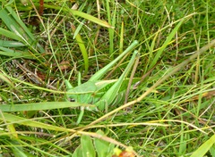 Decticus verrucivorus verrucivorus