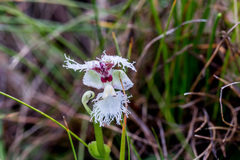 Huttonaea grandiflora