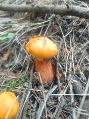 Suillus grevillei