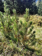 Pinus mugo