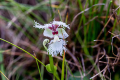 Huttonaea grandiflora