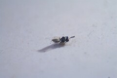 Pteromalidae