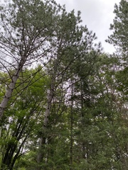 Pinus resinosa