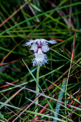 Huttonaea grandiflora