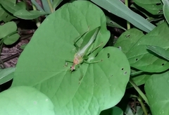 Hexacentrus unicolor