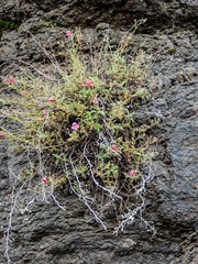 Jamesbrittenia pristisepala