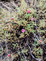 Jamesbrittenia pristisepala