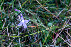 Lobelia preslii
