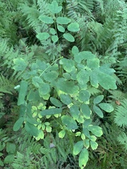 Thalictrum pubescens