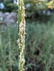 Sporobolus alterniflorus