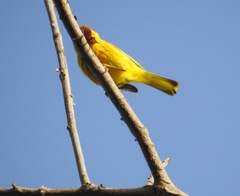 Setophaga petechia petechia