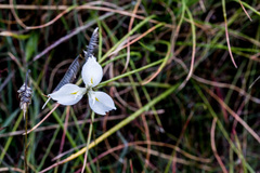 Moraea albicuspa