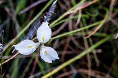 Moraea albicuspa