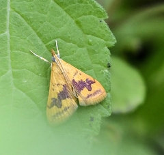 Pyrausta