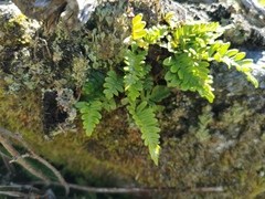 Polypodium vulgare