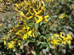Senecio ovatus