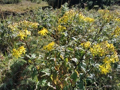 Senecio ovatus