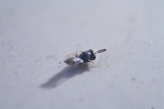 Pteromalidae