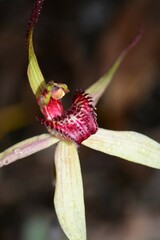 Caladenia fulva