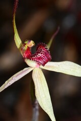 Caladenia fulva