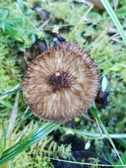 Pluteus umbrosus