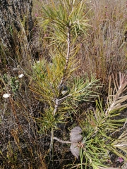 Hakea gibbosa