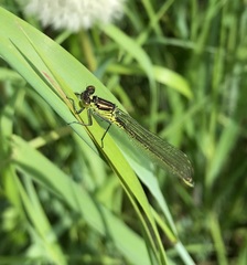 Erythromma najas