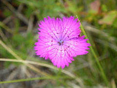 Dianthus seguieri