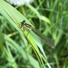 Erythromma najas