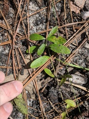 Dyschoriste oblongifolia