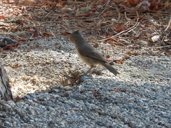 Baeolophus inornatus