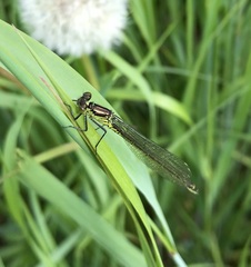 Erythromma najas