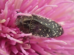 Acmaeodera rubronotata