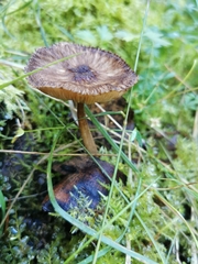 Pluteus umbrosus