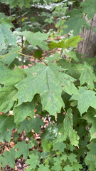 Acer saccharum