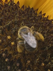 Melissodes trinodis