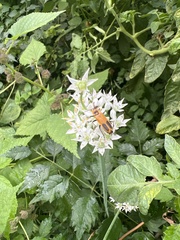 Chauliognathus pensylvanicus