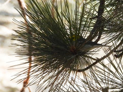 Setophaga occidentalis