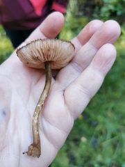 Pluteus umbrosus