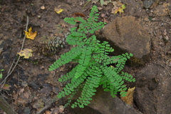 Adiantum pedatum