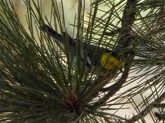 Setophaga occidentalis