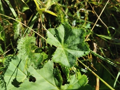 Alchemilla vulgaris